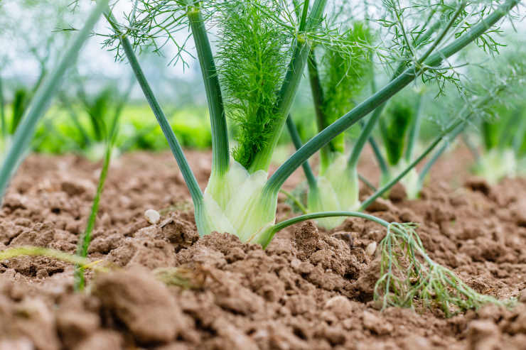 dill vs fennel, fennel