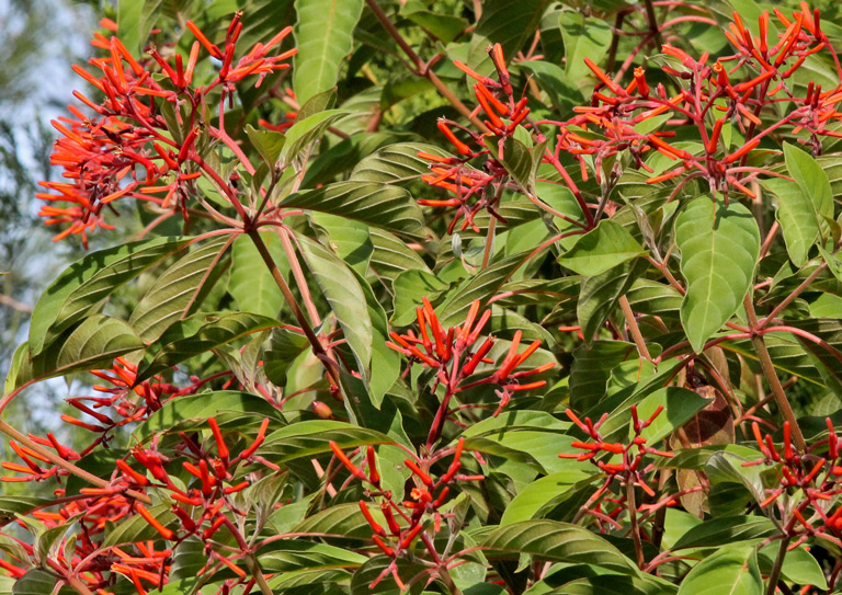 Native Florida Hummingbird Plants to Grow in Your Garden
