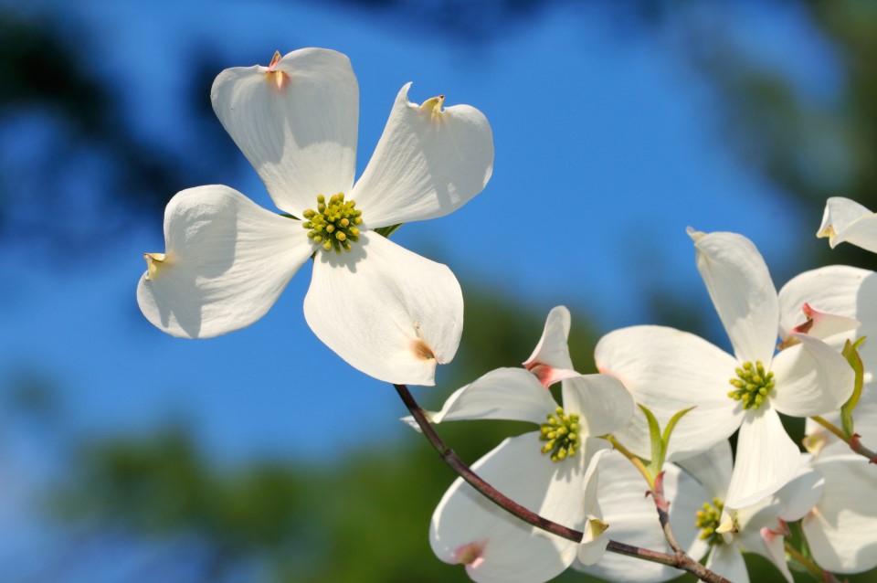 Stunning Dogwood Tree Flowers