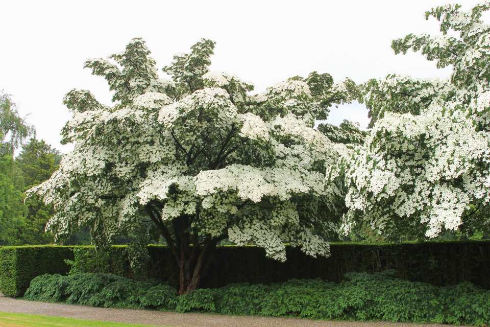 White Flowering Dogwood Trees