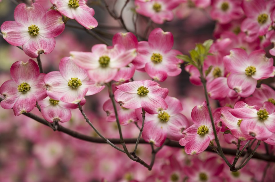 Flowering Dogwood Trees