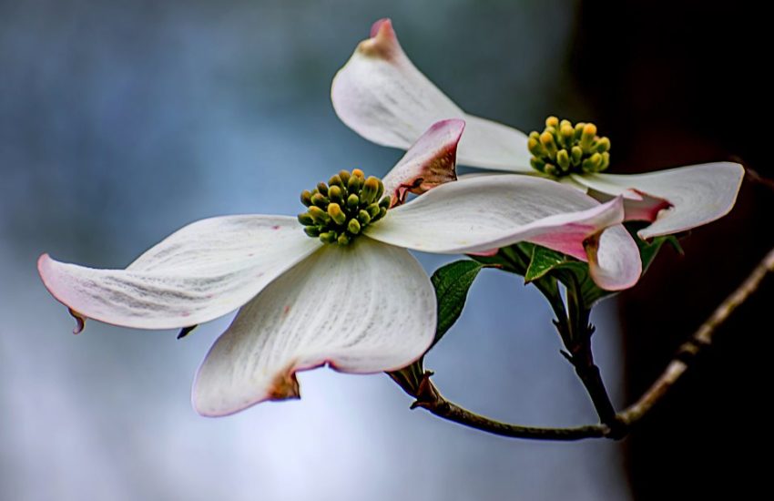 Flowreind dogwood Tree flowers