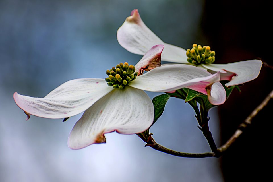 Flowreind dogwood Tree flowers