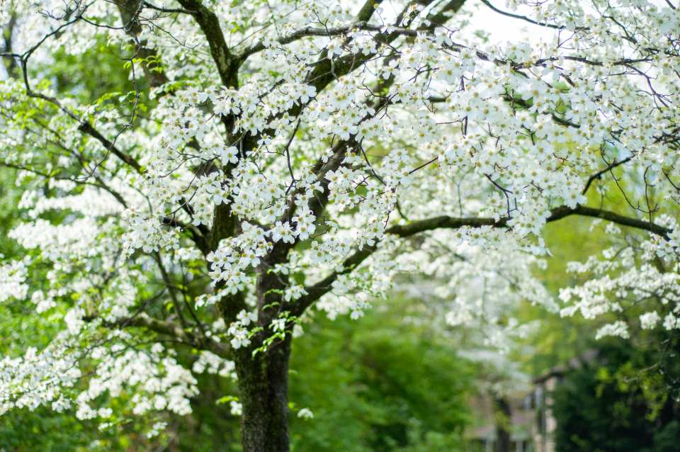 Whitey Flowering Dogwood Trees