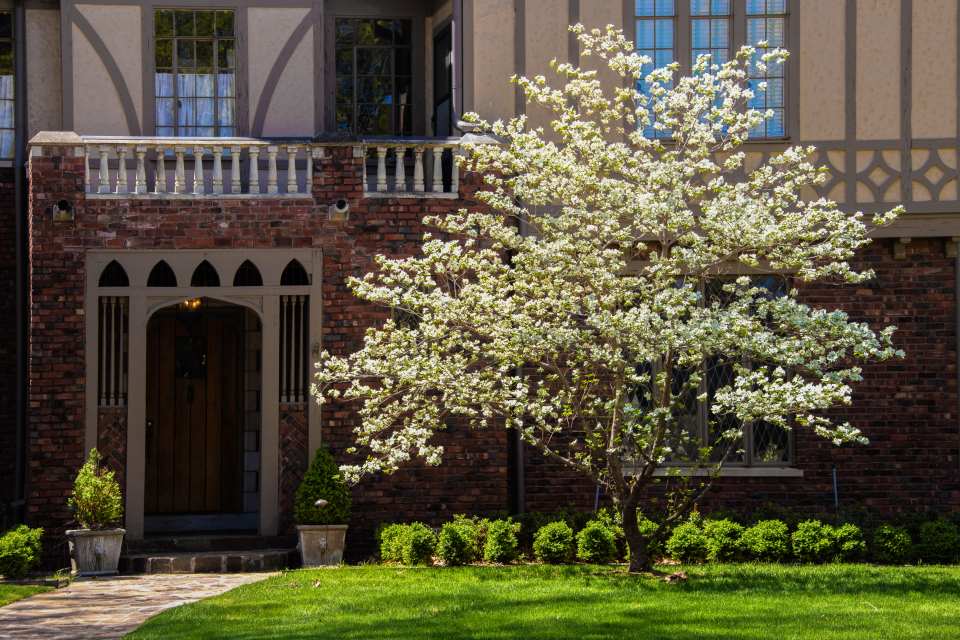 Flowering Dogwood Trees in the garden