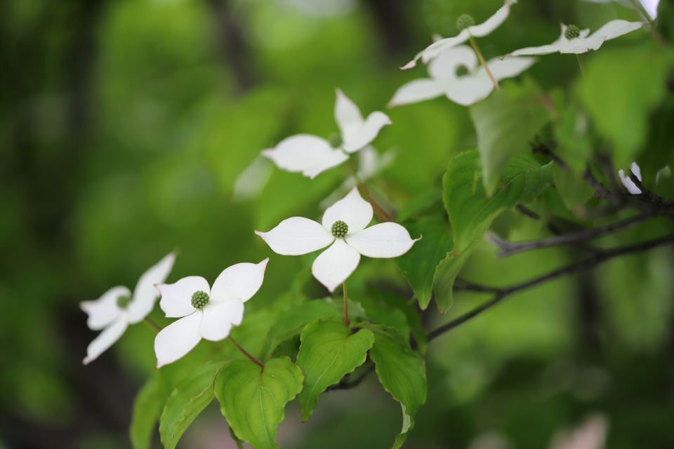 Beatiful Dogwood trees Flowers