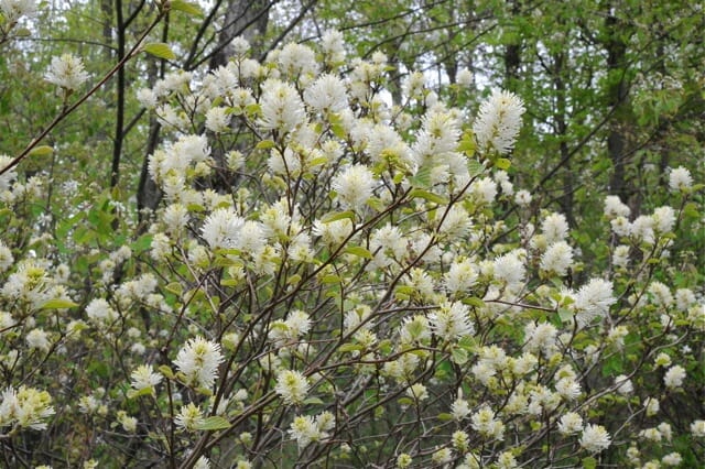 New England Native Flowering Shrubs for Your Yard