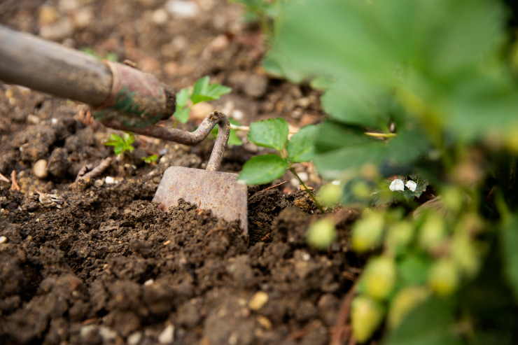 psychological benefits of gardening, harrowing