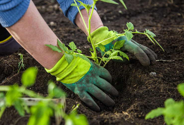 garden tools, gloves