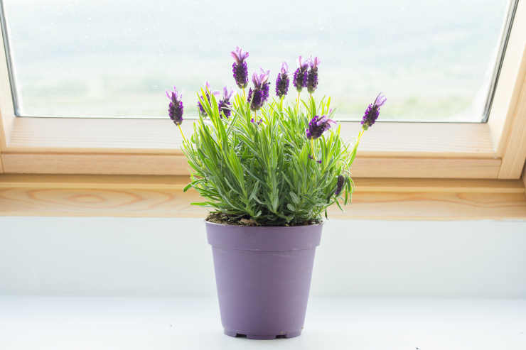 lavender, window
