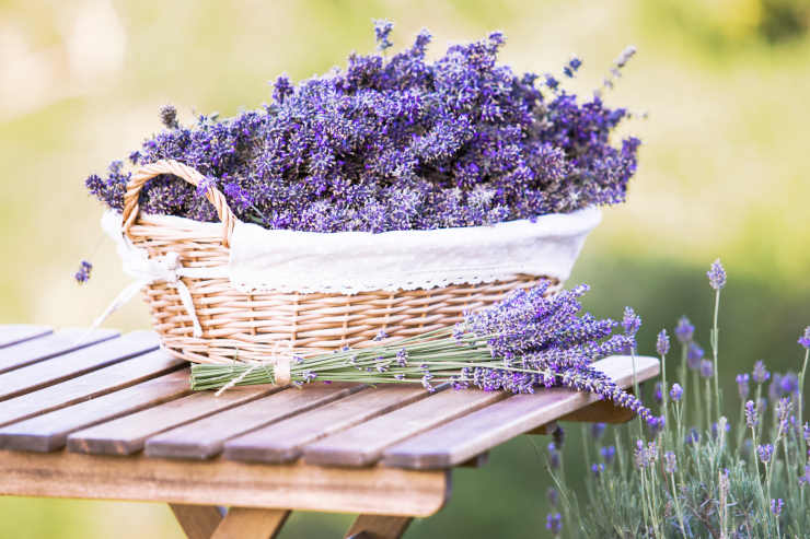 lavender, table