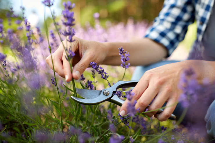 what to look for in gardening hand tools, lavender