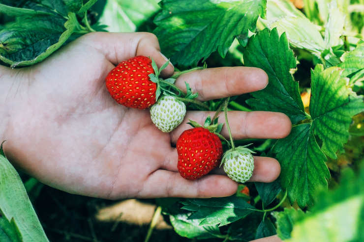 strawberries, hand