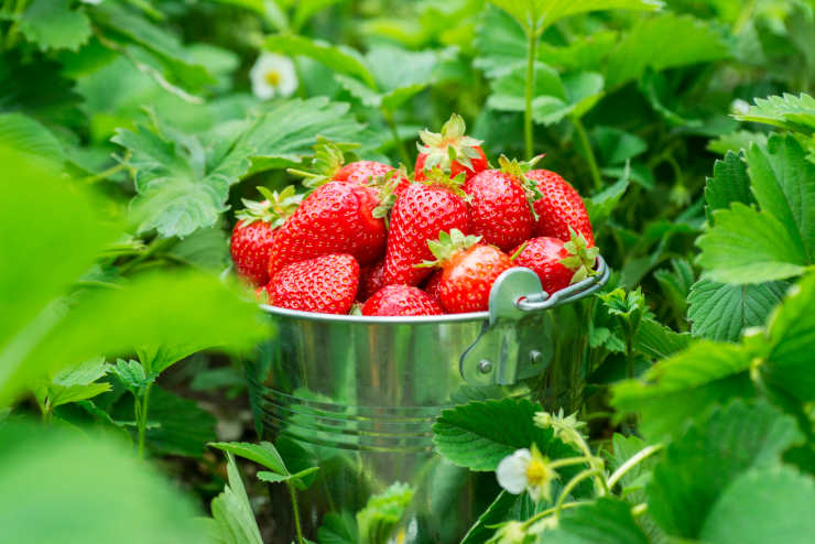 strawberries, bucket