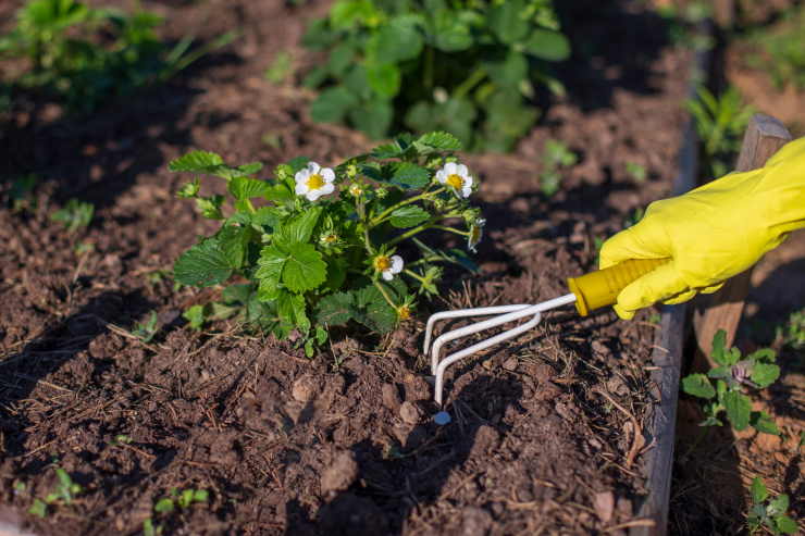 garden tools, hand rake