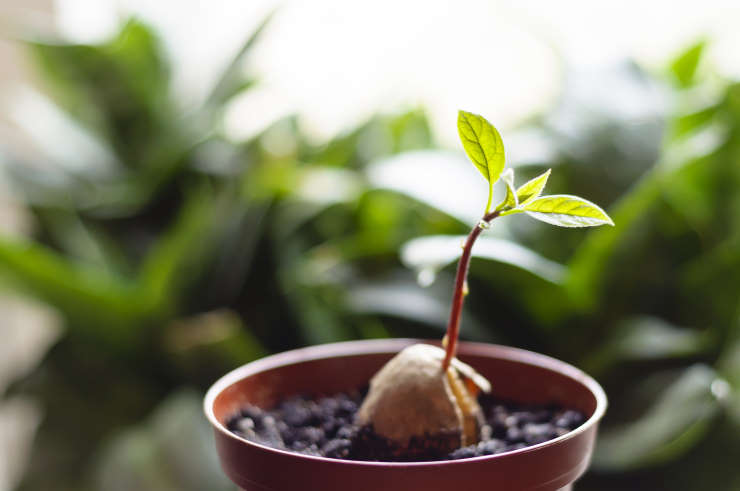 how to grow avocado from seed, sprout