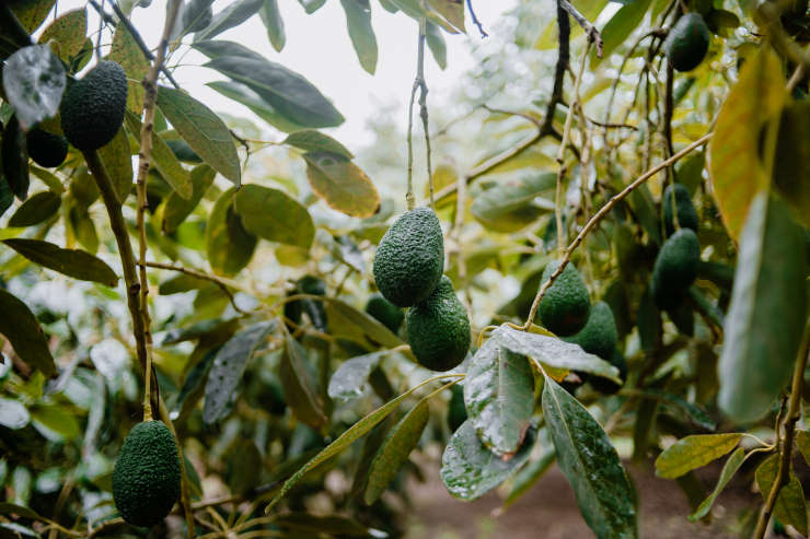 how to grow avocado from seed, tree