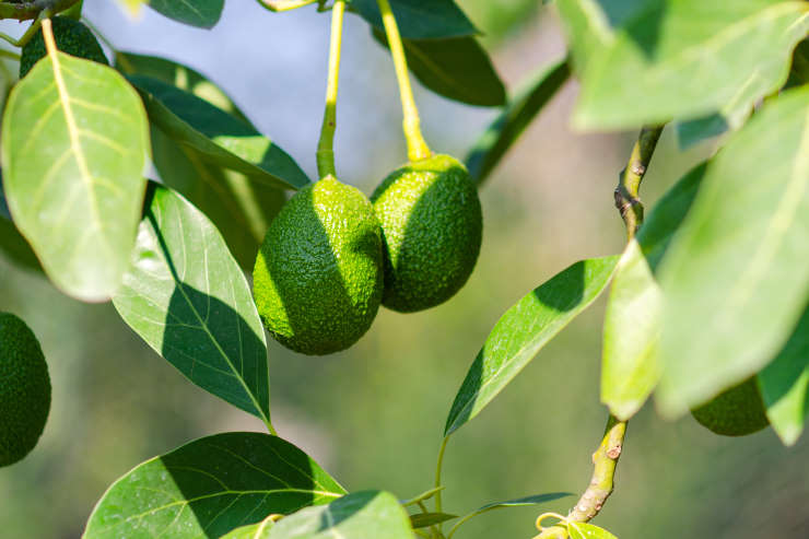 how to grow avocado from seed, shade