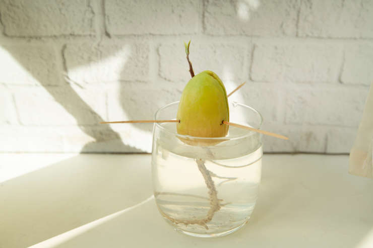 how to grow avocado from seed, diy