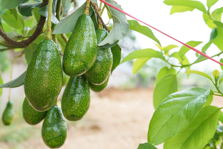 how to grow avocado from seed, ripe
