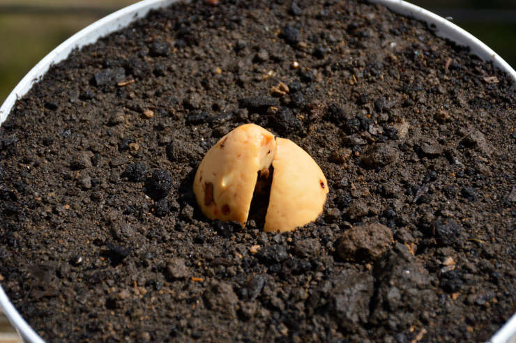 how to grow avocado from seed, divided