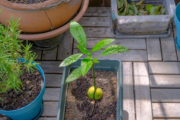 how to grow avocado from seed, reborn