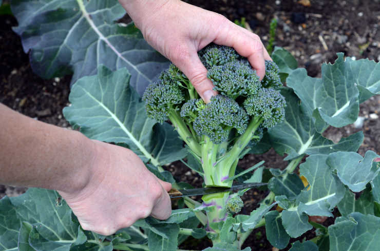 how to grow broccoli from seed, cut