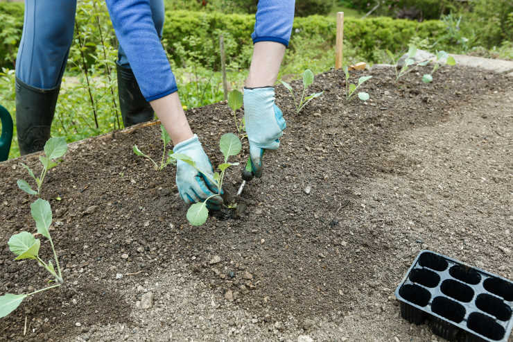 how to grow broccoli from seed, planting