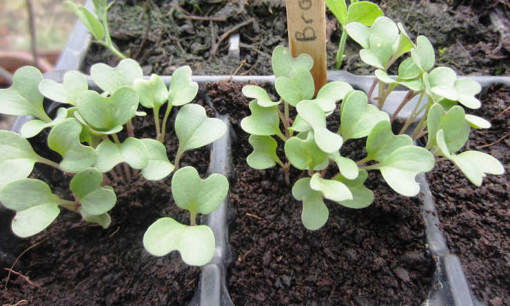 how to grow broccoli from seed, sprout