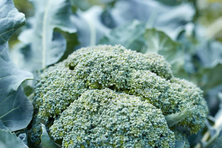 how to grow broccoli from seed, yummy