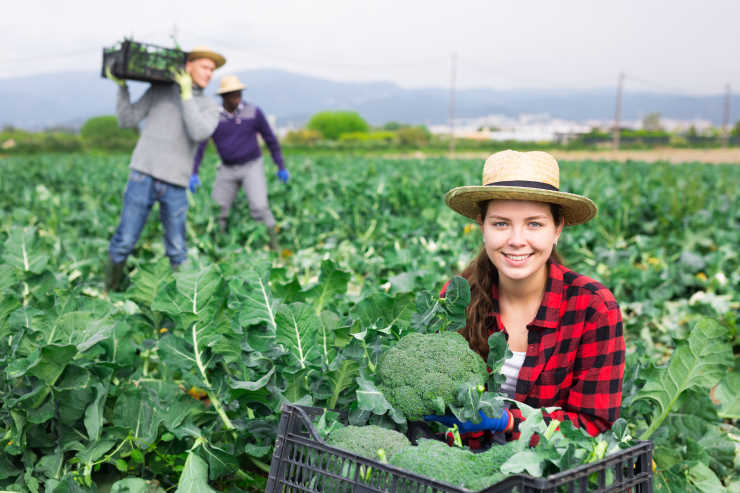 how to grow broccoli from seed, photogenic