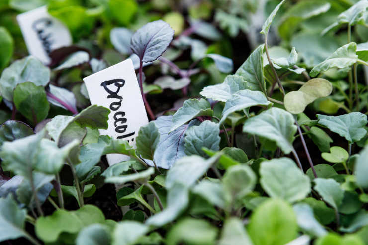 how to grow broccoli from seed, tagged