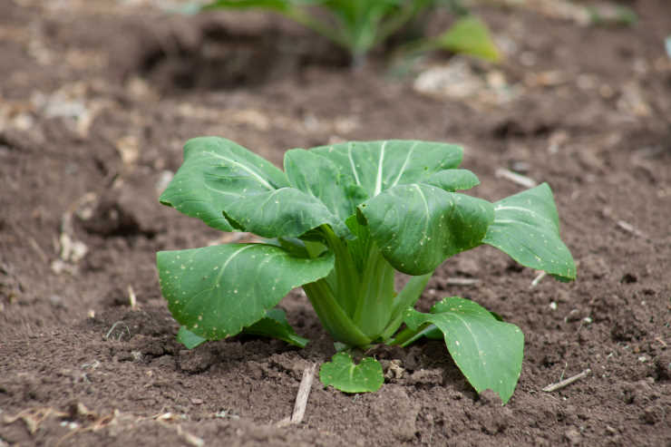 how to grow broccoli from seed, newly