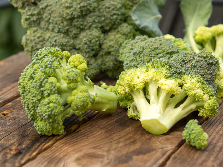 how to grow broccoli from seed, table
