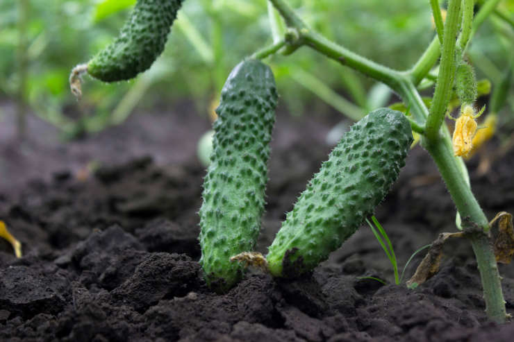how to grow cucumbers, ripe