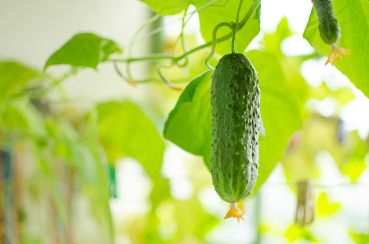 how to grow cucumbers, sun