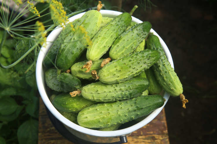 how to grow cucumbers, bucket