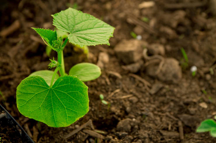 how to grow cucumbers, seedling