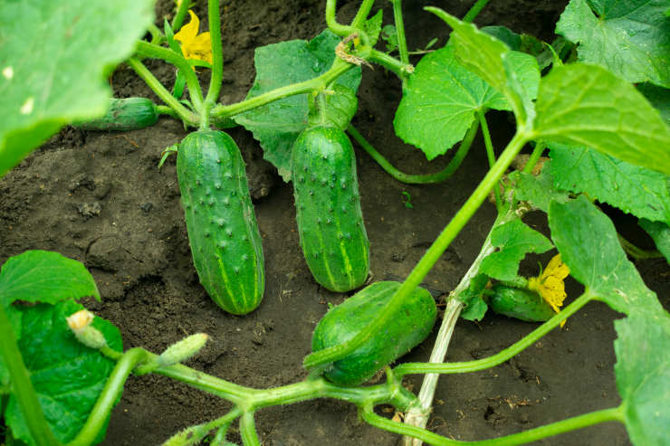 how to grow cucumbers, soil