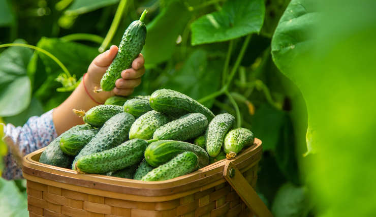 how to grow cucumbers, picked