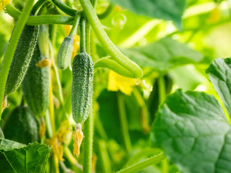 how to grow cucumbers, fresh