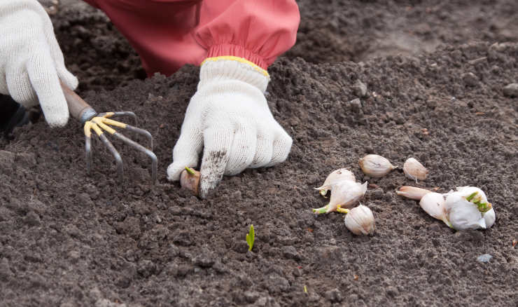 How to Grow Garlic From Seed