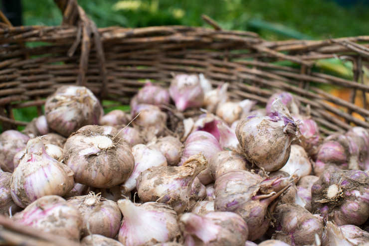 how to grow garlic, basket
