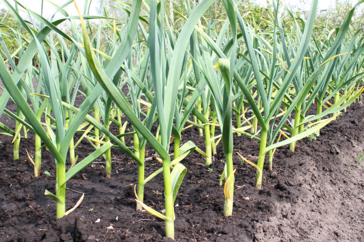 how to grow garlic, sappling