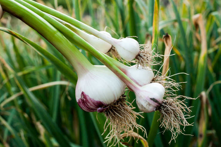 how to grow garlic, bottom