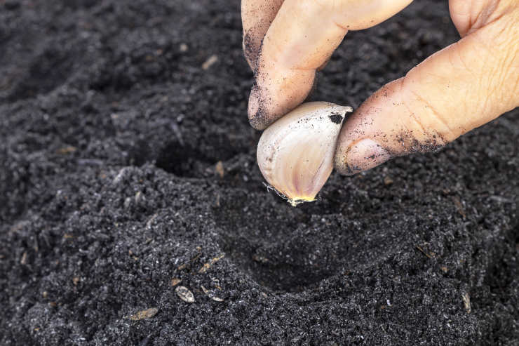 how to grow garlic, fingertip