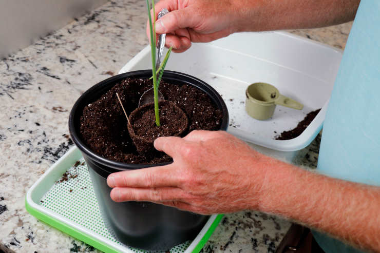 how to grow garlic, pot