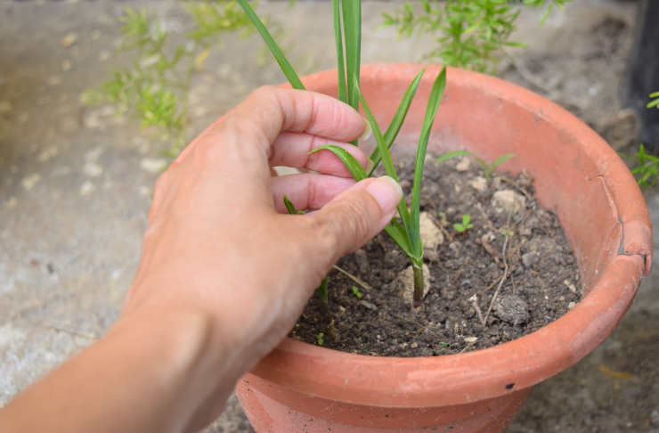 how to grow garlic, older pot