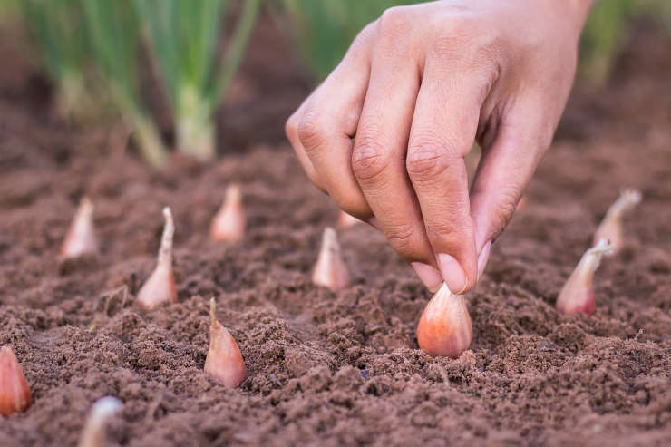 how to grow onions from seed, picky