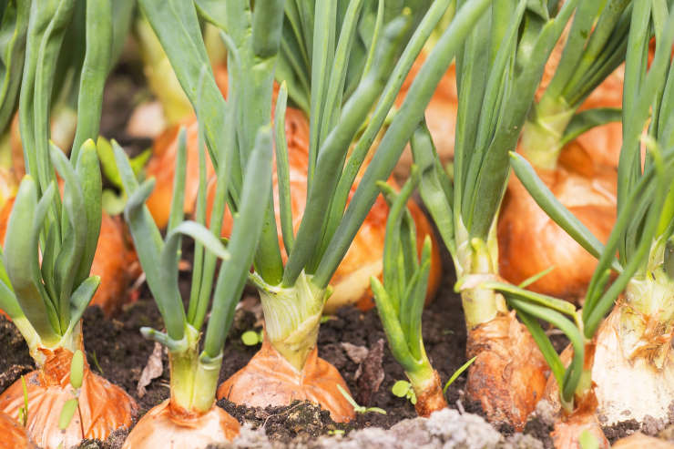 how to grow onions from seed, elder bulbs
